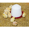 Waterer for chicken and hens  plastic   3 5 litre