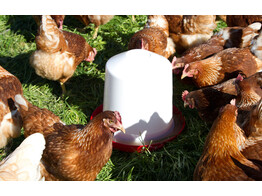 Kunststof-drinkbak 10 l voor kuikens en kippen