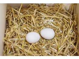 Nesteieren van klei v. kippen  2 st./blister 