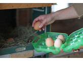 Eierhouder van kunststof v. 12 eieren  groen