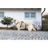 Panic Harness Miami  grey  20 mm  48-70 cm