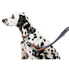Collar Phoenix  blue  9 mm / 30-40 cm