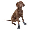 Paw Protection Active S  gray/black