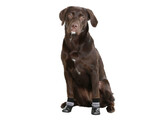 Dog Socks Susi size XL