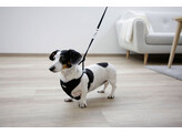 Harnais pour chiots noir  24-44cm  10mm  3pcs
