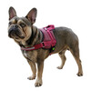 Harness Maestro 2.0  burgundy 30mm x72-103cm  w Address Tube