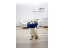 Hondenbeschermkraag  opbl.  blauw  halsomtrek 25-35cm