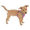 Harnais pour petits chiens pink  -23cm  10mm  3pcs