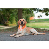 Maxi Safe LED Collar  red 55 cm
