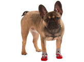 Hondensokken Bruno L  grijs/rood