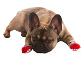 Hondensokken Bruno L  grijs/rood