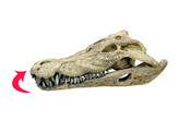 Aqua Ornaments  CROCODILE SKULL 