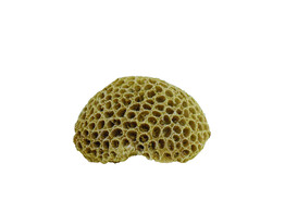 Aqua Ornaments  CORAL   10 8 x 9 x 5 cm