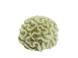 Aqua Ornaments  CORAL   15 5 x 14 x 8 5 cm