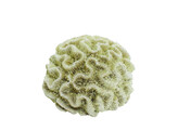 Aqua Ornaments  CORAL   15 5 x 14 x 8 5 cm