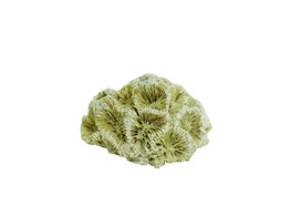 Aqua Ornaments  CORAL   6 8 x 6 3 x 4 cm