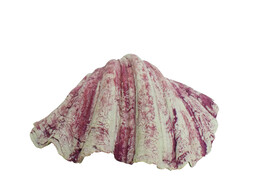 Aqua Ornaments  SHELL   19 6 x 16 x 7 8 cm