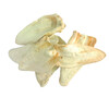 Dried goat ears