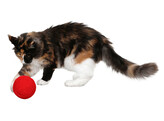 Balle de jeu laine pour chat rouge  O10cm