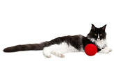 Balle de jeu laine pour chat rouge  O10cm