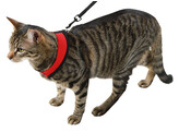 Kattentuig Active rood met lijn 120 cm