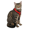 Kattentuig Active rood met lijn 120 cm