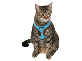 Kattentuig Active blauw met lijn 120 cm