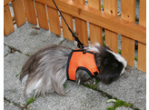 Rodent Harness SPORT incl. flexible leash 120 cm