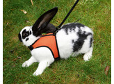 Rodent Harness SPORT incl. flexible leash 120 cm