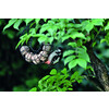 Fat ball ring  O 23 cm black