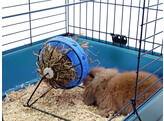 Mangeoire  Bunny Toy 
