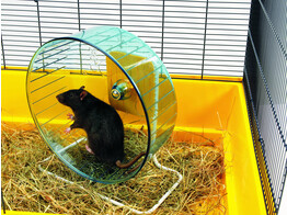 Hamster roll  Rolly Giant 