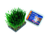 Herbe a chat