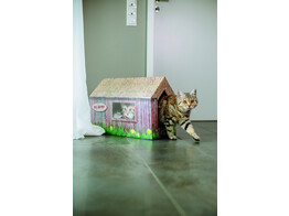 Cat House paper board