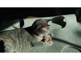 Ecureuil en peluche avec son  avec herbe a chat