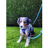 Training leash  SPORTY  