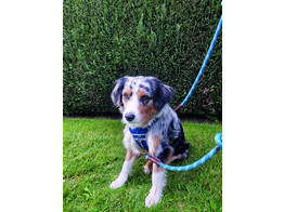 Training leash  SPORTY  