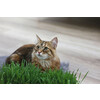 Herbe a chat 100g
