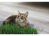 Herbe a chat 100g