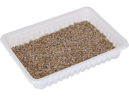 Kattengras