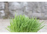 Knaagdiergras 100g