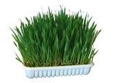 Knaagdiergras 100g