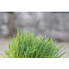 Knaagdiergras 100g