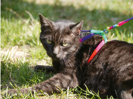 Harnais pour chat Rainbow multicolore  avec laisse 120cm