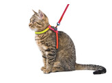 Harnais pour chat Rainbow multicolore  avec laisse 120cm