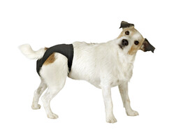 Beschermend broekje voor honden