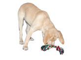 Tooth Bone in Cotton  approx. 26 cm / approx. 120 g