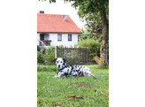 Aanlegspiraal 8mm x 40cm met looplijn  5mm x 6m