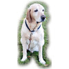 set yard lead  long leash 15m  yard lead 3m traction release