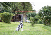 set yard lead  long leash 15m  yard lead 3m traction release